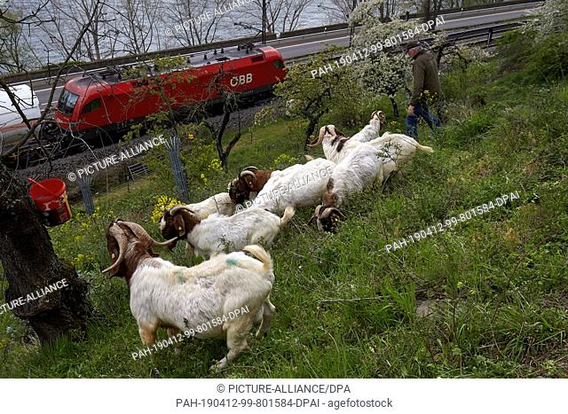 12 April 2019, Rhineland-Palatinate, Filsen: Goats graze areas of the railway above the railway tracks in the steep terraces of the Middle Rhine Valley