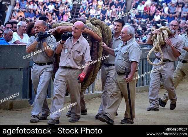 Palio di Siena. Men carry the big rope for the start of the race. Siena (Italy), August 17th, 2022