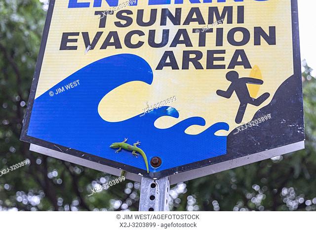 Kailua-Kona, Hawaii - Gold dust day geckos (Phelsuma laticauda) on a tsunami evacuation area sign near the Pacific Ocean