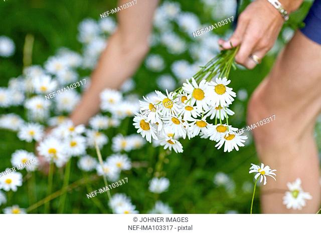 Woman picking ox-eye daisies