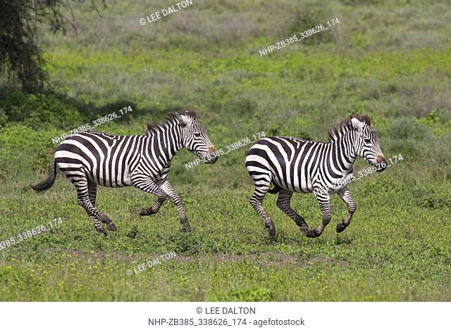 Plains or Burchell's Zebra (Equus quagga) chasing one another, Ndutu, Ngorongoro Conservation Area, southern Serengeti, Tanzania