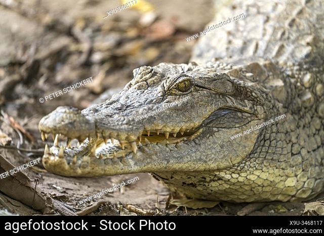 crocodile at the sacred Kachikally crocodile pool, Bakau, Gambia, West Africa,