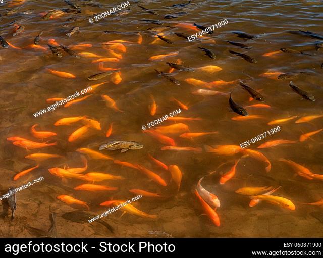 Concept with one brown fish determinedly swimming against the flow of the other gold fish