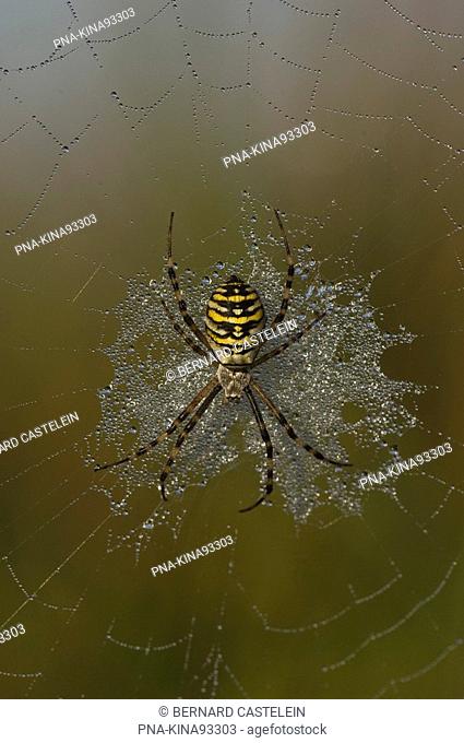 wasp spider Argiope bruennichi - Wuustwezel, Antwerp, Flanders, Belgium, Europe
