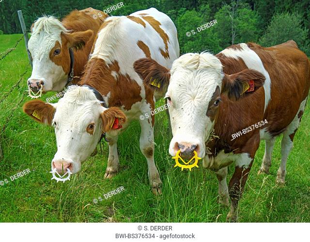 domestic cattle (Bos primigenius f. taurus), three calves with spiked rings on a pasture, Germany, Bavaria, Oberbayern, Upper Bavaria