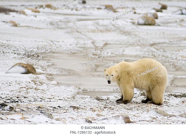 Polar bear standing in tundra, Cape Churchill, Canada
