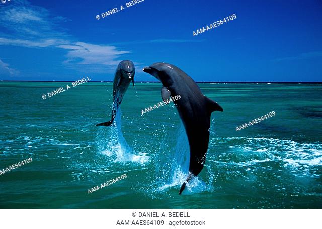 Bottlenose Dolphins jumping (Tursiops truncates), Honduras