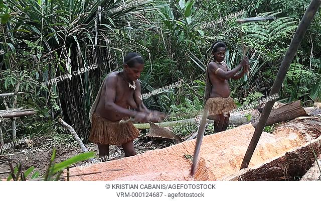 Kombai women extracting small Sago wood form the tree trunk, Papua, Indonesia, Southeast Asia