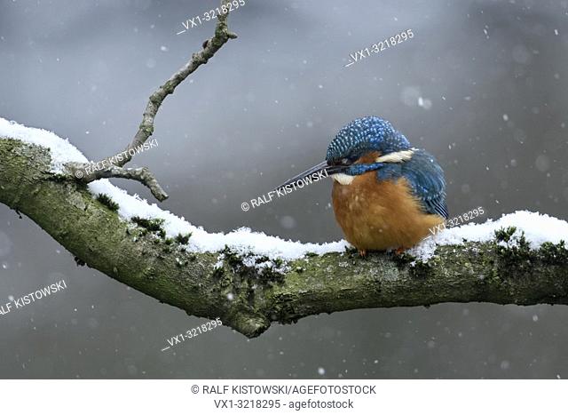 Eurasian Kingfisher / Eisvogel ( Alcedo atthis ), male in winter, perched on a natural branch, hunting, falling snow, wildlife, Europe