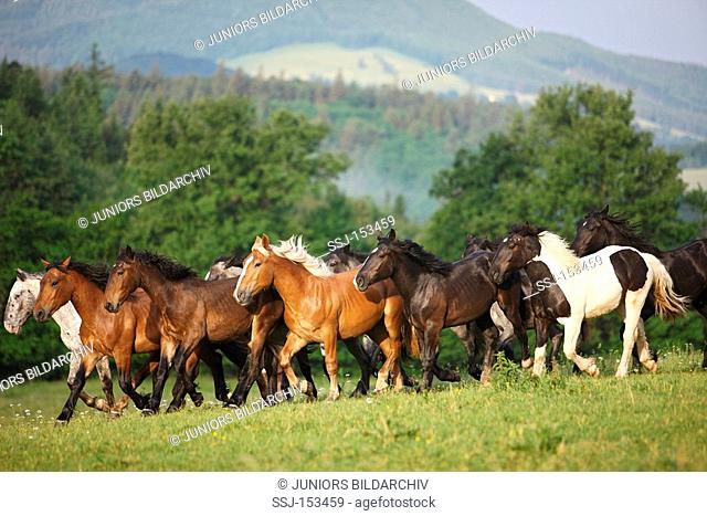 young Noriker horses - herd on meadow