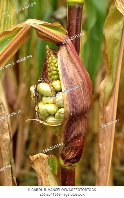 Corn smut fungus (Ustilago maydis) is a fungal plant disease which can infect the ears, leaves, stalks, tassles or the ariel roots of corn plants When this...