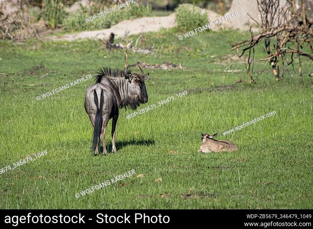 A Wildebeest mother with a newly born baby on the floodplains in the Gomoti Plains area, a community run concession, on the edge of the Gomoti river system...