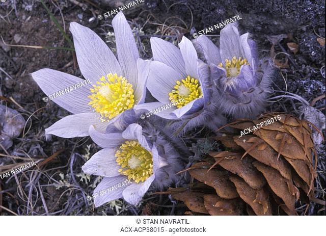 Prairie crocus Pulsatilla vulgaris also called pasque flower with douglas fir cone