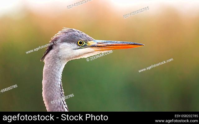 Close-up of alert grey heron, ardea cinerea, looking from side view in summer nature. Attentive wild bird with long orange beak and yellow eye watching in...