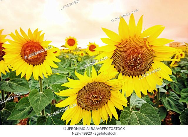 Sunflowers field. Malaga province, Andalucia, Spain