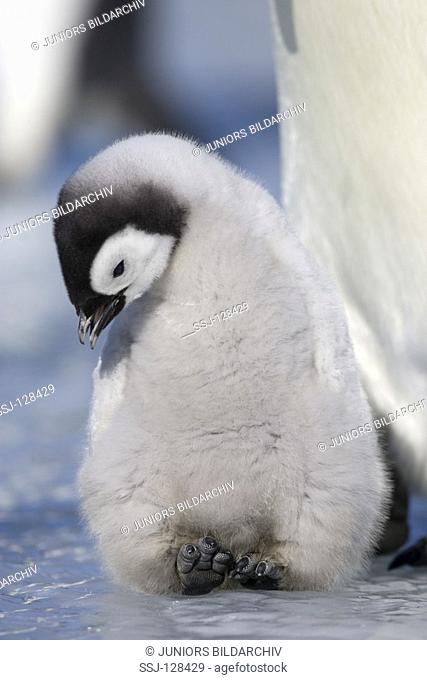 emperor penguin - cub - Aptenodytes forsteri