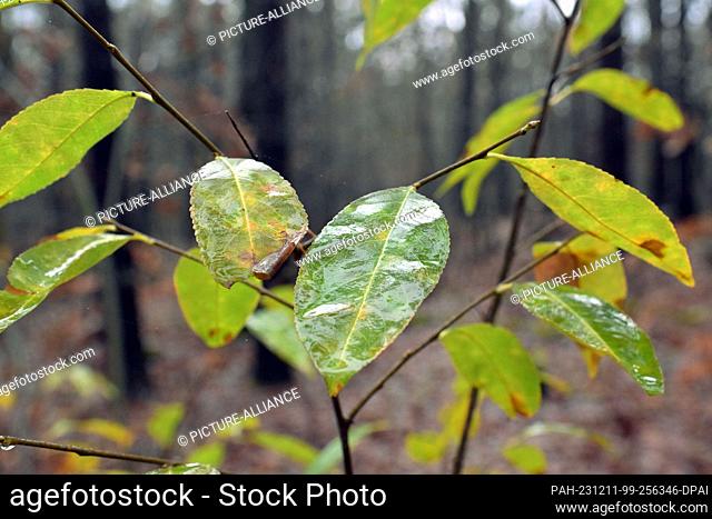 11 de diciembre de 2023, Brandenburgo, Potsdam: Las hojas húmedas de una cereza llorosa (Prunus padus) brillan en un bosque mixto en Potsdam Neu Fahrland