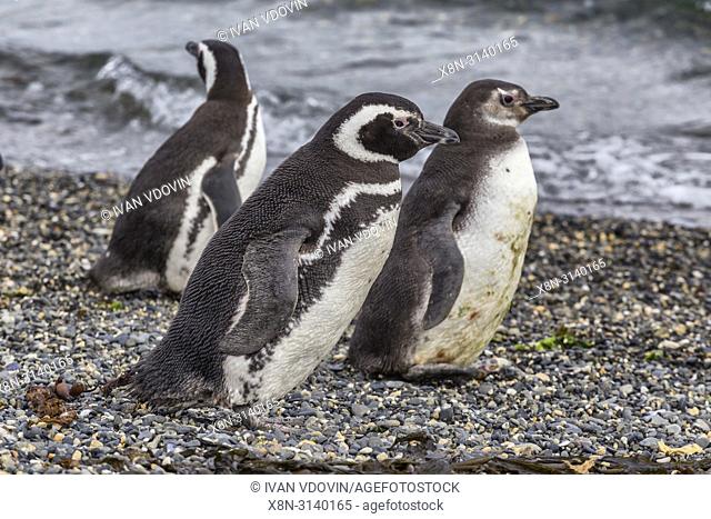 Magellanic Penguins, Martillo Island, Tierra del Fuego National park, Isla Grande del Tierra del Fuego, Tierra del Fuego, Antartida e Islas del Atlantico Sur