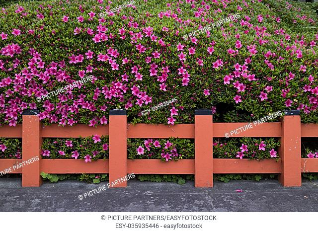 Kyoto, Japan - Hedge of pink azalea flowers behind a traditionel red fence
