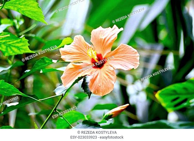 Hibiscus orange big