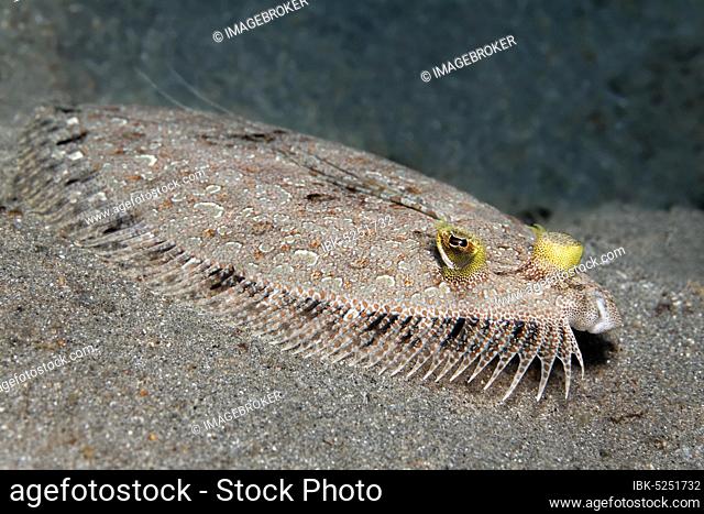 Leopard flounder (Bothus pantherinus), on sandy ground, Red Sea, Jordan, Asia