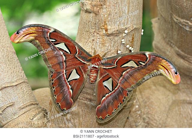 Adult atlas moth Attacus atlas, picture taken in the butterfly greenhouse, the Yvelines, France. The atlas moth is called like this because of the design at the...