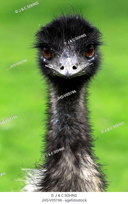 Emu, Dromaius novaehollandiae, Australia, South Australia, male portrait