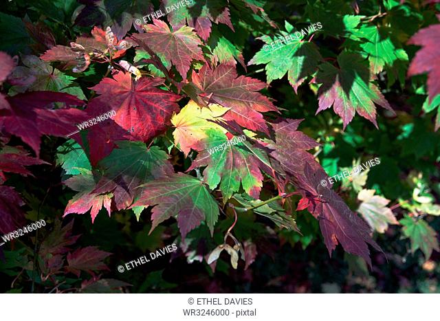 Autumn colours, Westonbirt National Arboretum, Gloucestershire, England, United Kingdom, Europe