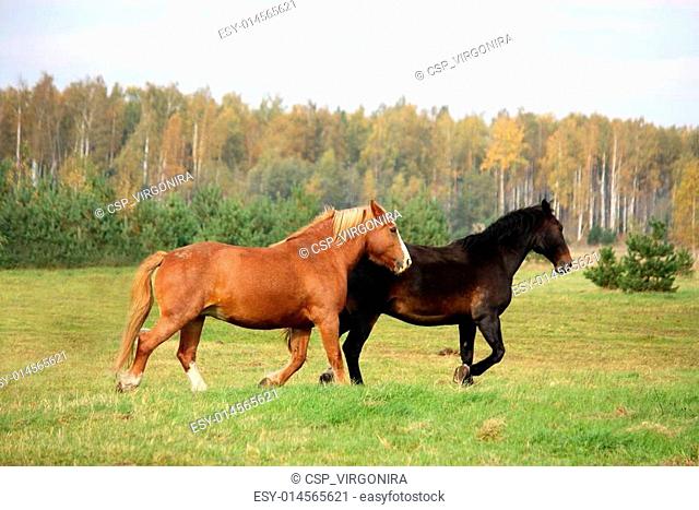 Two horses running at the pasture