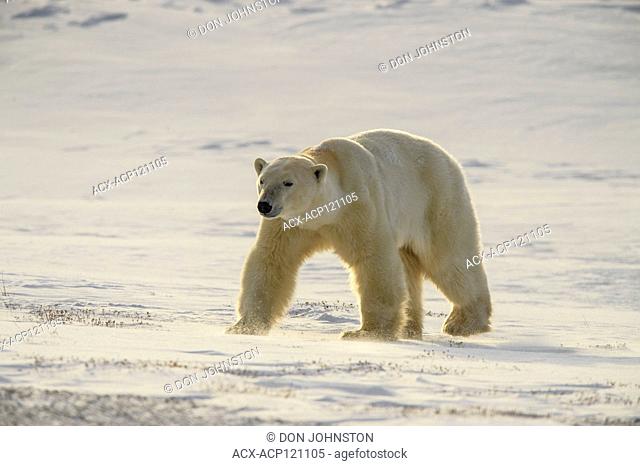 Polar Bear (Ursus maritimus) Curious individual approaching