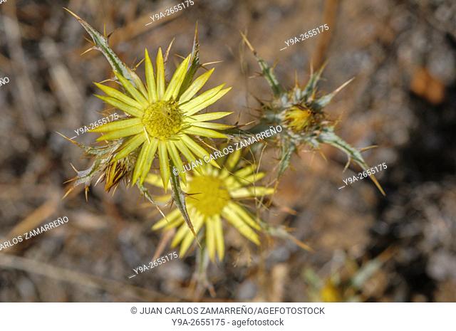 Carlina corymbosa, thstle, Asterales, Asteraceae, Ivanrey, Ciudad Rodrigo, Salamanca, Castilla y Leon, Spain,