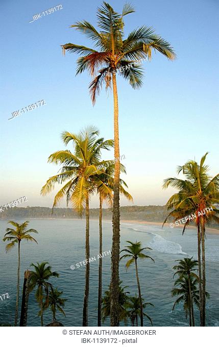Coconut palms against blue sky, Talalla near Dondra, Indian Ocean, Ceylon, Sri Lanka, South Asia