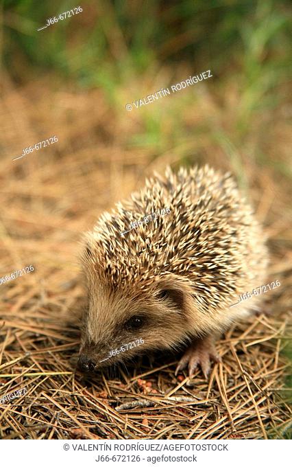 Hedgehog (Erinaceus europaeus), La Dehesa. Spain