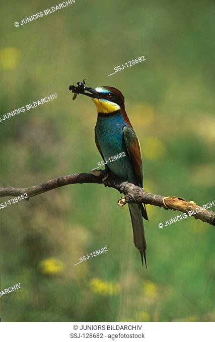European bee-eater with bee - Merops apiaster