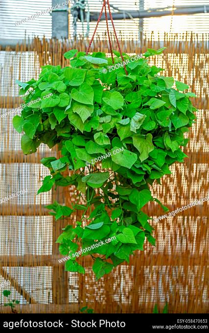 Bright hanging green plant in the daytime. Garden or backyard decorating idea