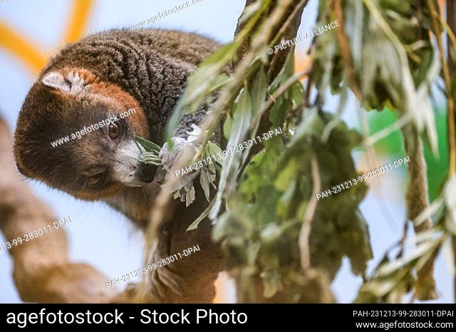 13 December 2023, North Rhine-Westphalia, Cologne: A mongoose lemur eats leaves hanging in a tree at the zoo. Mongozmakis (Eulemur mongoz) are a primate species...