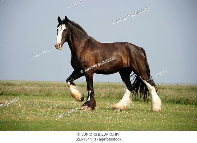 Shire horse - walking on meadow