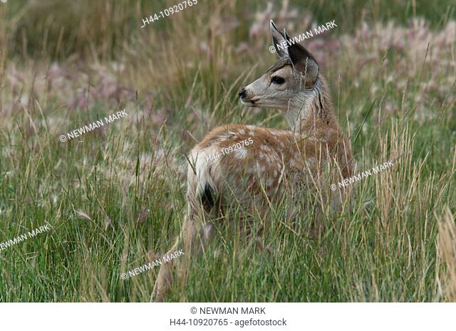 animal, mule deer, deer, fawn, odocoileus americanus, Yukon, Canada, America