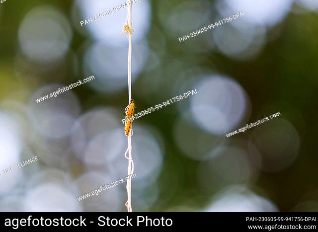 PRODUCTION - 01 June 2023, Bavaria, Nuremberg: A gypsy moth caterpillar climbs up to a tree. The caterpillars of some species of gossamer moths are responsible...