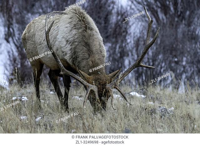 Bull elk (Cervus canadensis) grow antlers for the fall mating season and keep them through the winter, they fall off for the new yearâ. . s growth