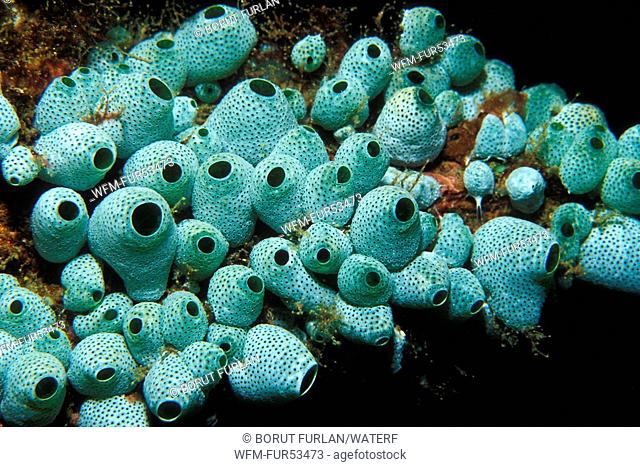 Green Reef Didemnum, Didemnum molle, Puerto Galera, Mindoro Island, Philippines