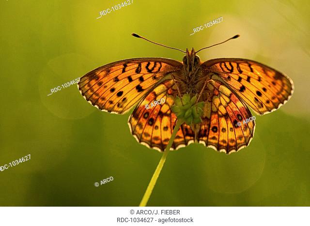 Lesser Marbled Fritillary, Germany / (Brenthis ino)