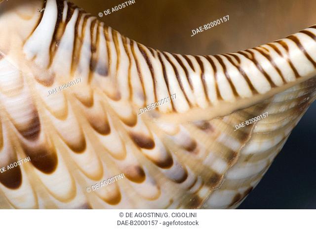 Triton's trumpet shell (Charonia tritonis), Littorinimorpha. Detail.  Private Collection