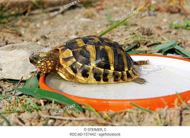 Tunisian Spur-thighed Tortoise in water bowl Testudo graeca nabeulensis