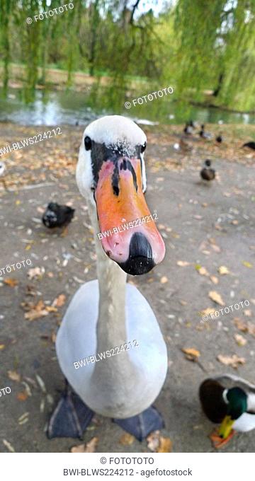 mute swan Cygnus olor, standing at a riverside, surrounded by mallards