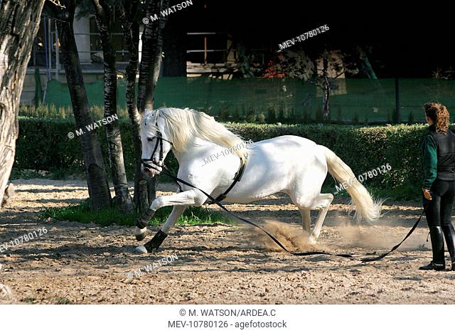 Pure Blood Andalusian Horse - training