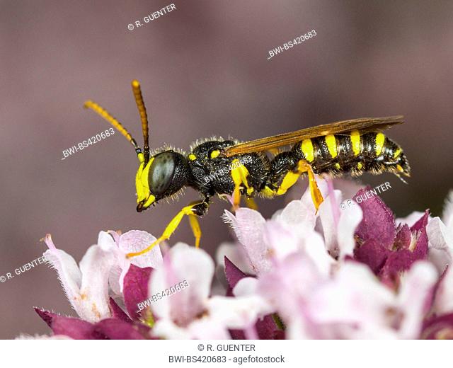 Five Banded Tailed Digger Wasp (Cerceris quinquefasciata), Male foraging on Oregano (Origanum vulgare), Germany
