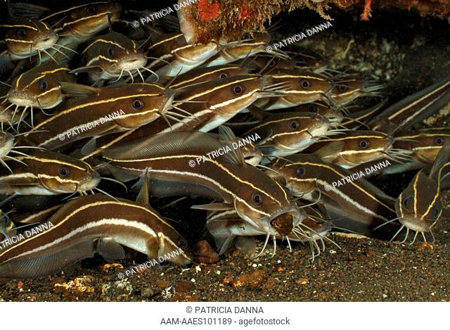 School of Striped Catfish (Plotosus lineatus) take Turns digging to maintain the Burrow clear, Bali, Indonesia