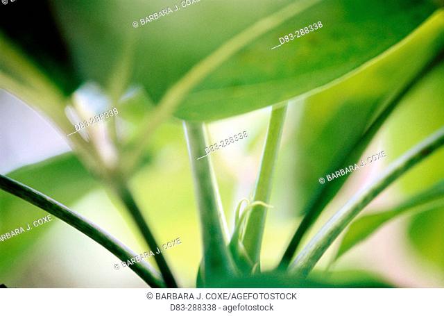 Schefflera (Brassaia actinophylla) new growth