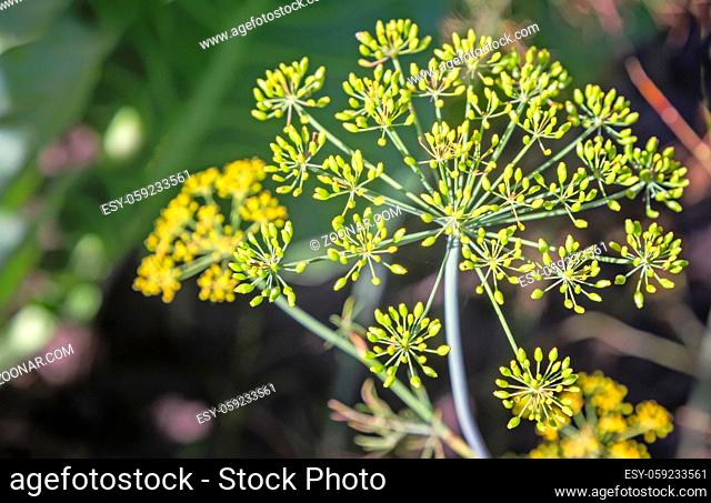 Fennel (Foeniculum vulgare) flowers closeup background. Green natural background with flowers of dill, macro photo